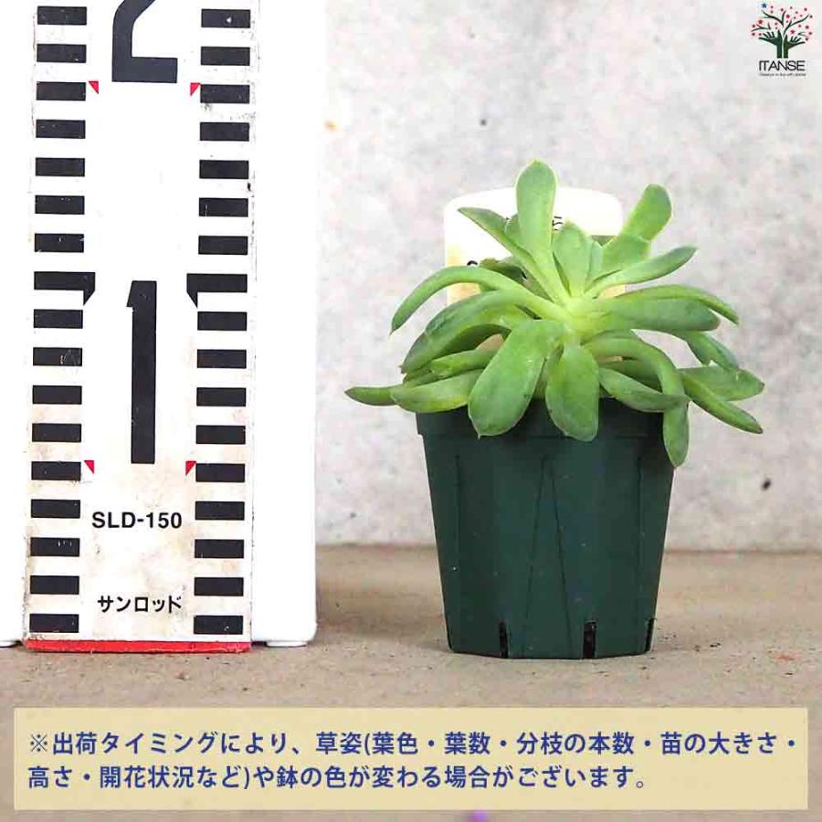 エケベリア 花うらら 【多肉植物 2.5号鉢／1個売り】｜itempost｜09