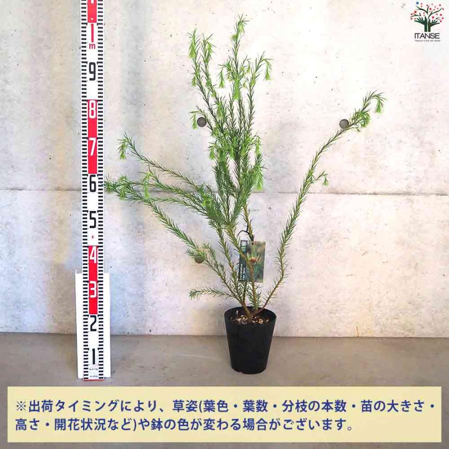 リューカデンドロン ケープ＆スパイス 【花苗 5号鉢／1個売り