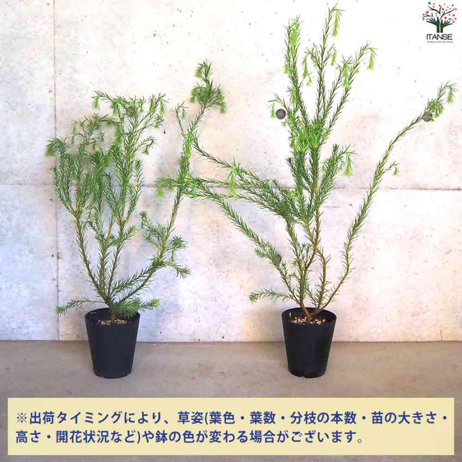 リューカデンドロン ケープ＆スパイス 【花苗 5号鉢／1個売り