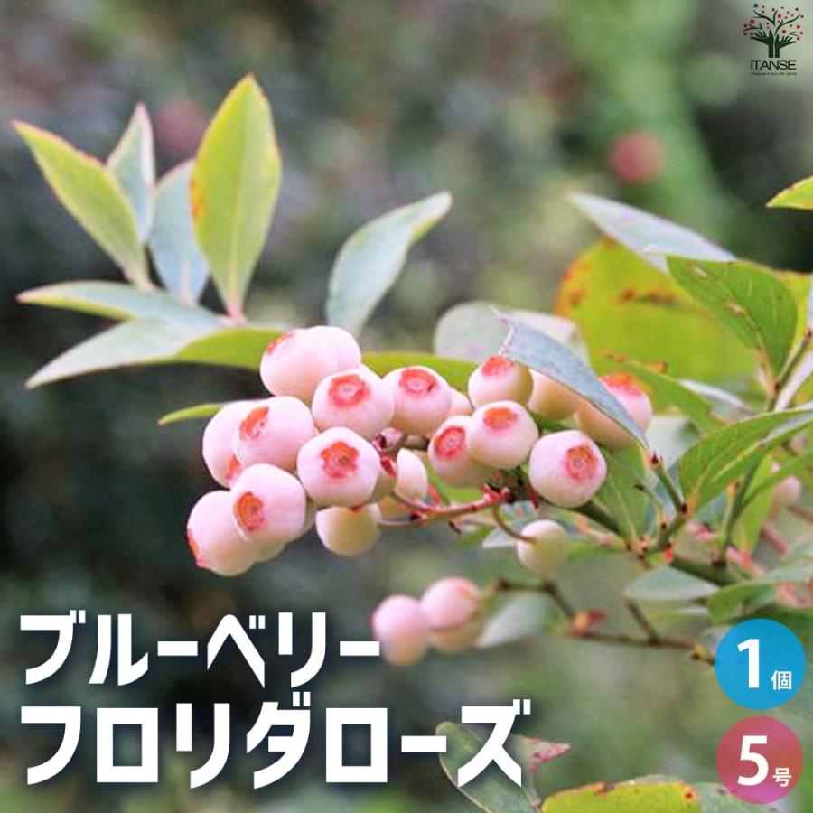 ブルーベリー フロリダローズ 【果樹の苗木 5号ポット／1個売り