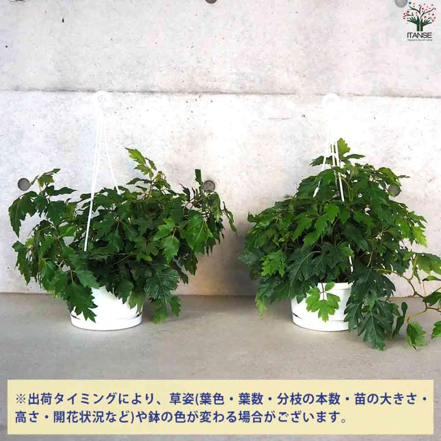 観葉植物 シッサス・エレンダニカ 【観葉植物 6号鉢／1個売り