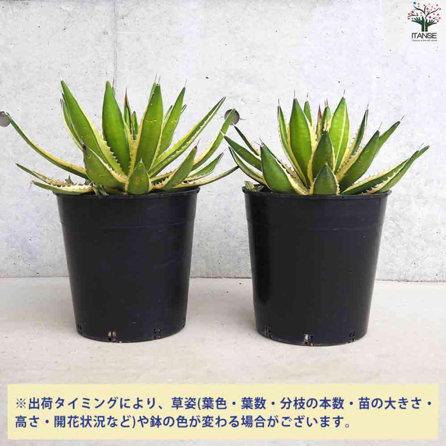 アガベ 五色万代(斑入) 【多肉植物 7号鉢／1個売り】 : shopooo by GMO