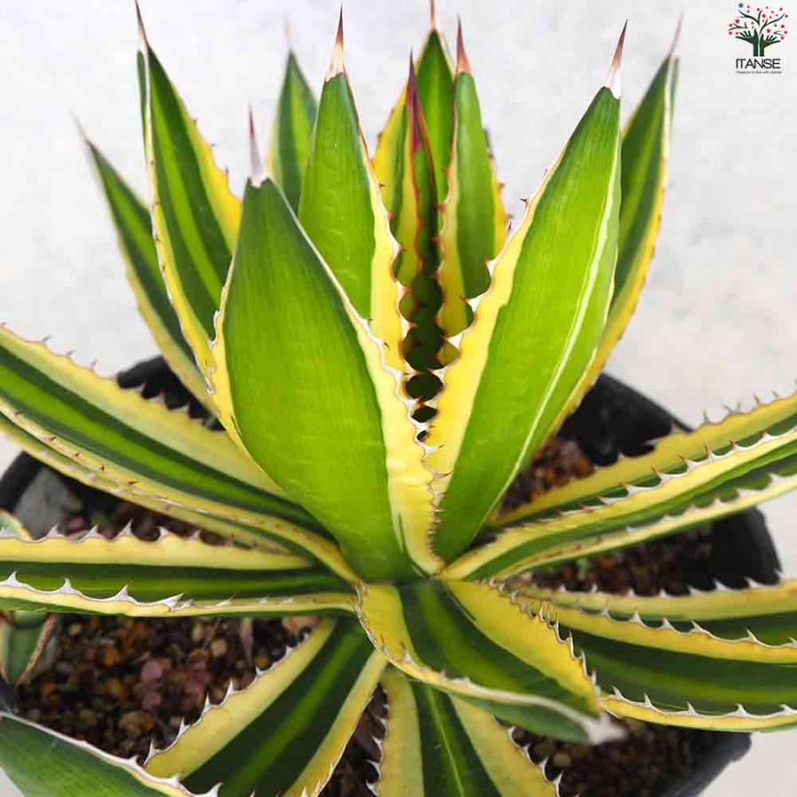 アガベ 五色万代(斑入) 【多肉植物 7号鉢／1個売り】 : shopooo by GMO