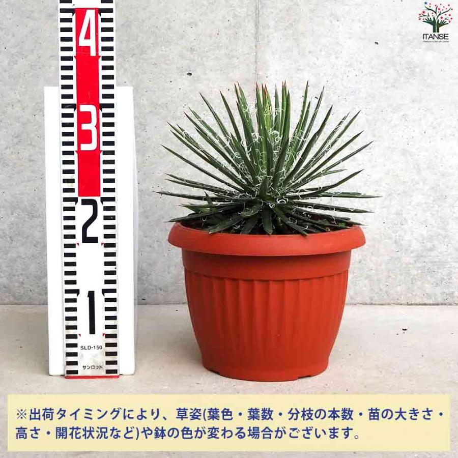 アガベ 滝の白糸 【多肉植物 8号鉢/1個売り】 : shopooo by GMO アガベ 滝の白糸 【多肉植物 8号鉢/1個売り】 : shopooo by GMO