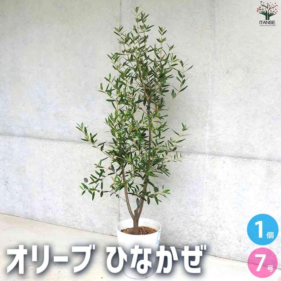 観葉植物 オリーブ 盆栽 ひなかぜ 4号鉢つき ⑧