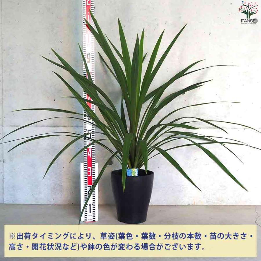 観葉植物 コルジリネ オーストラリス・ペコ 【観葉植物 8号鉢／1個売り