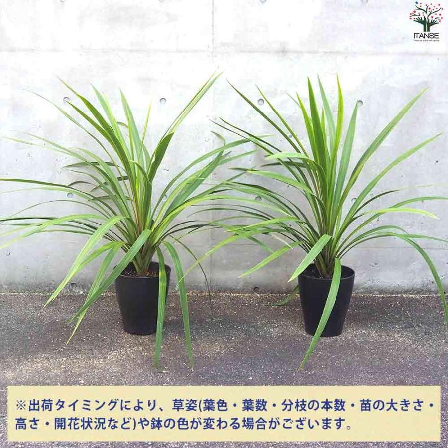 観葉植物 コルジリネ オーストラリス・ペコ 【観葉植物 8号鉢／1個売り
