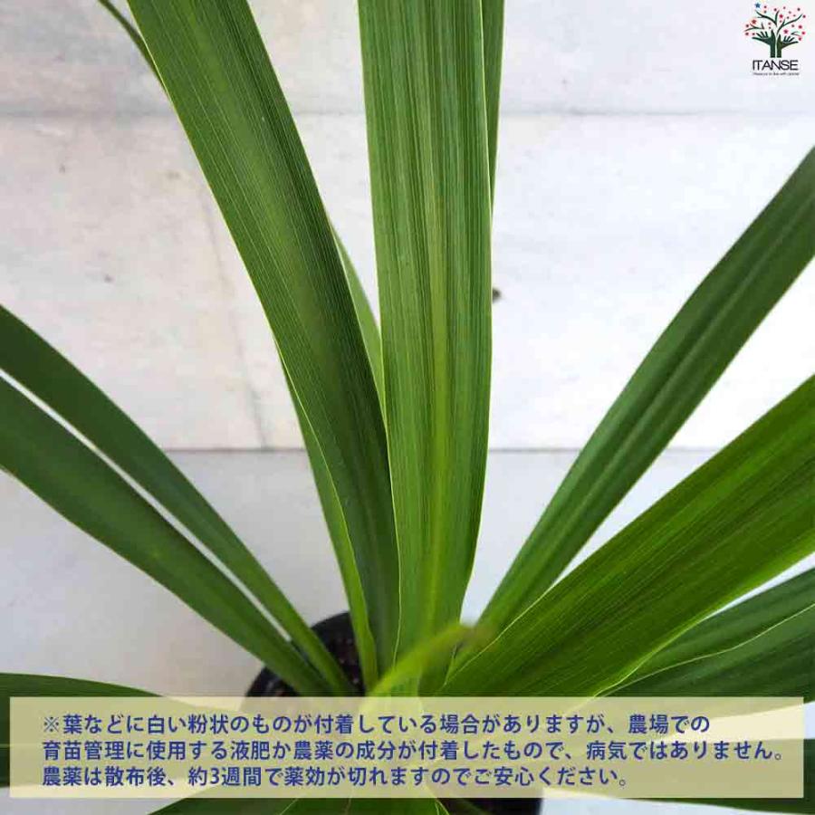 観葉植物 コルジリネ オーストラリス・ペコ 【観葉植物 8号鉢／1個売り