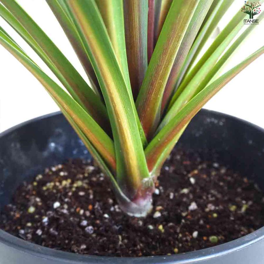 観葉植物 コルジリネ オーストラリス・ペコ 【観葉植物 8号鉢／1個売り