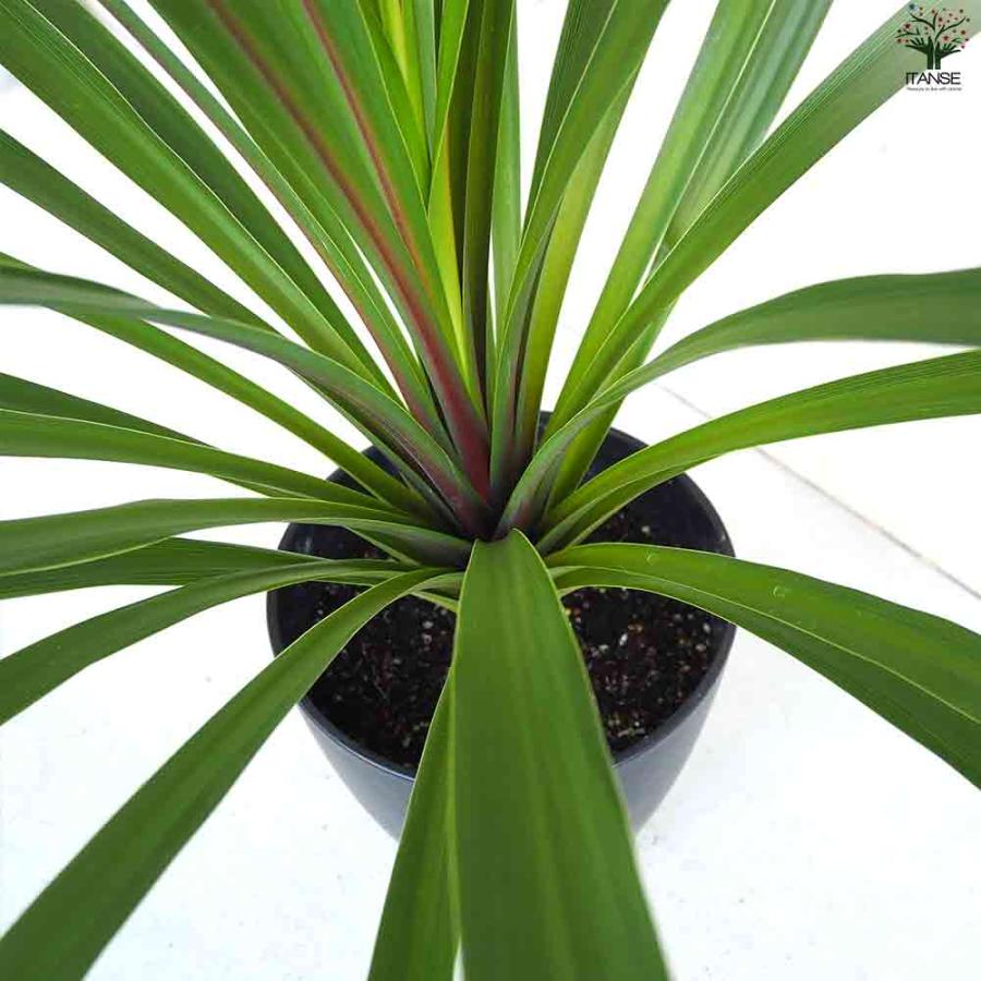 観葉植物 コルジリネ オーストラリス・ペコ 【観葉植物 8号鉢／1個売り