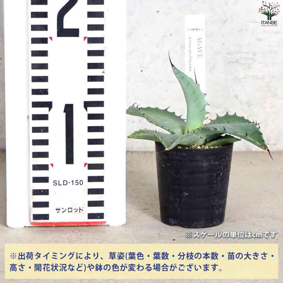 アガベ テマカプリネンシス 【多肉植物 2.5号鉢／1個売り】 : shopooo