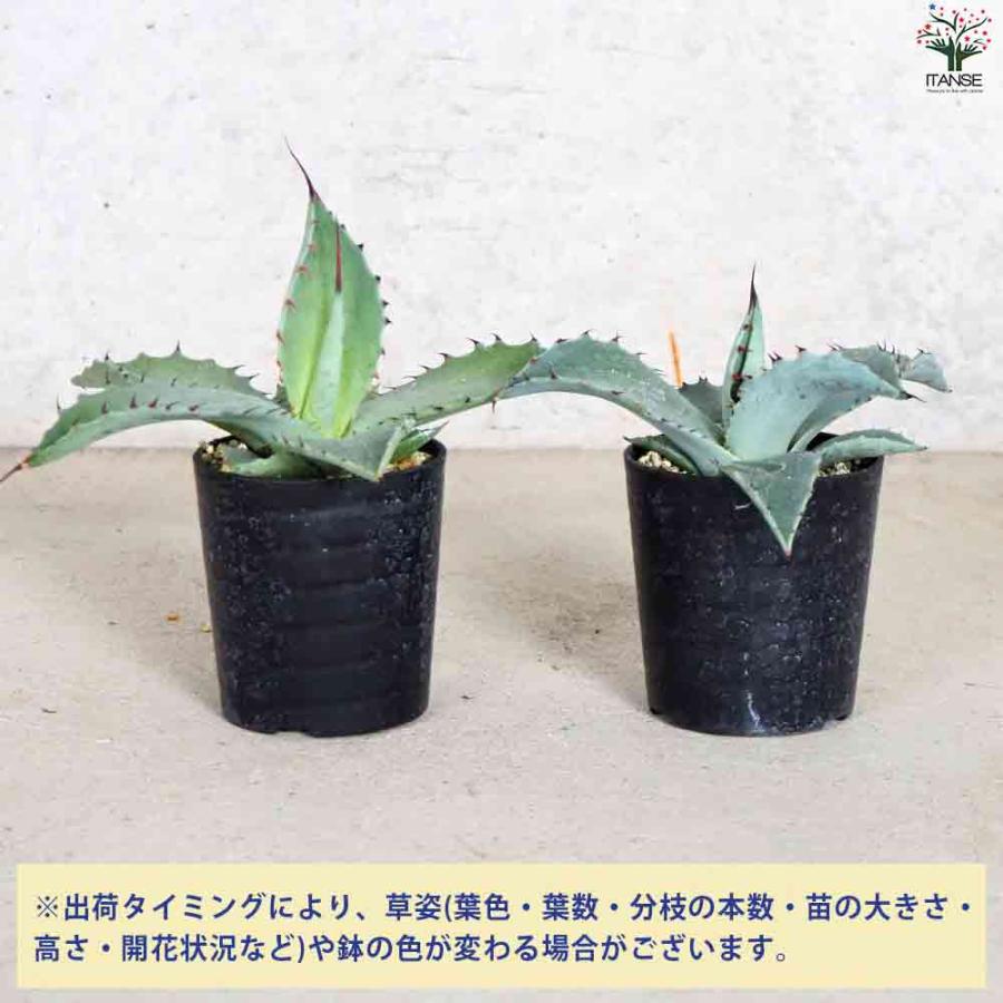 アガベ テマカプリネンシス 【多肉植物 2.5号鉢／1個売り】 : shopooo