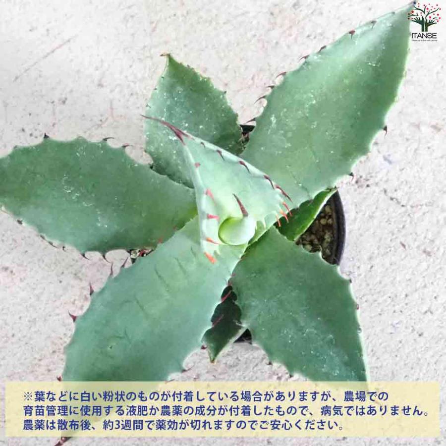 アガベ テマカプリネンシス 【多肉植物 2.5号鉢／1個売り】 : shopooo