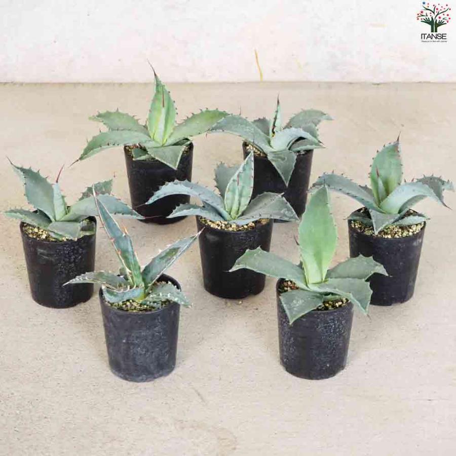 アガベ　テマカプリネンシス　大株　格安 アガベ テマカプリネンシス 大株 地植え Agave | APPS-BICENTENARIO