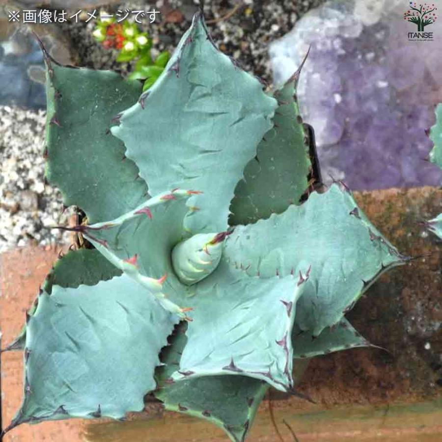アガベ テマカプリネンシス 【多肉植物 2.5号鉢／1個売り】 : shopooo