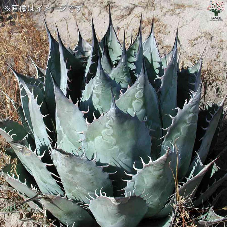 アガベ パラサナ 【多肉植物 2.5号鉢／1個売り】 : shopooo by