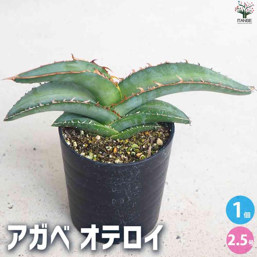 アガベ オテロイ 【多肉植物 2.5号鉢／1個売り】 : shopooo by GMO