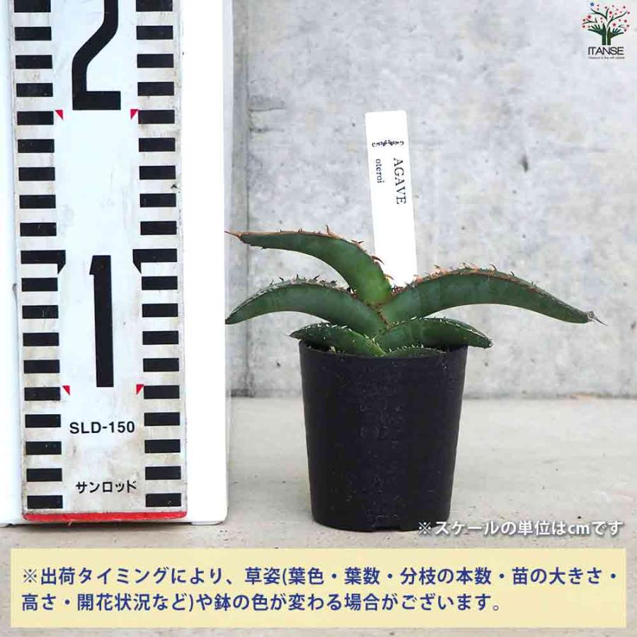 アガベ オテロイ 【多肉植物 2.5号鉢/1個売り】 : shopooo by アガベ オテロイ 【多肉植物 2.5号鉢/1個売り】 : shopooo by