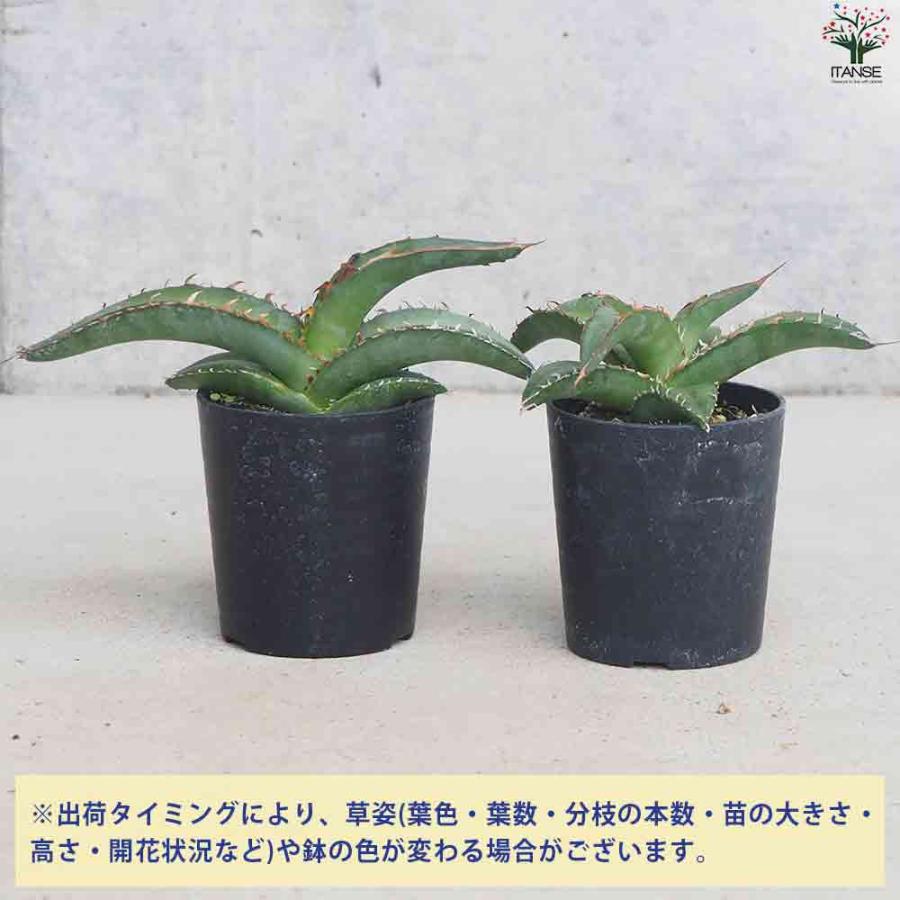 アガベ オテロイ 【多肉植物 2.5号鉢／1個売り】 : shopooo by GMO