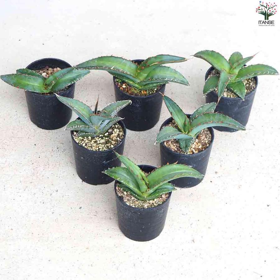 アガベ オテロイ 【多肉植物 2.5号鉢/1個売り】 : shopooo by アガベ オテロイ 【多肉植物 2.5号鉢/1個売り】 : shopooo by