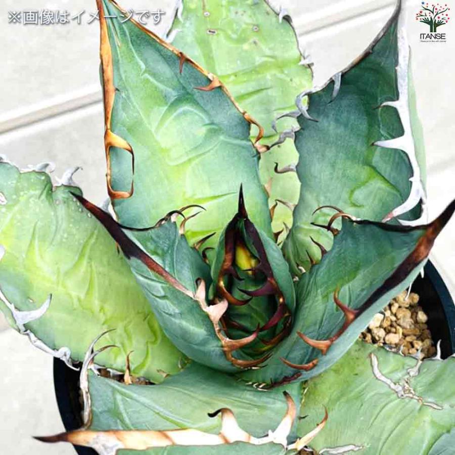 アガベ オテロイ 【多肉植物 2.5号鉢／1個売り】 : shopooo by GMO