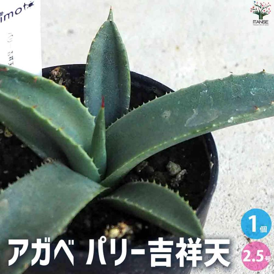 アガベ パリー吉祥天 【多肉植物 2.5号鉢/1個売り】 : shopooo アガベ パリー吉祥天 【多肉植物 2.5号鉢/1個売り】 : shopooo