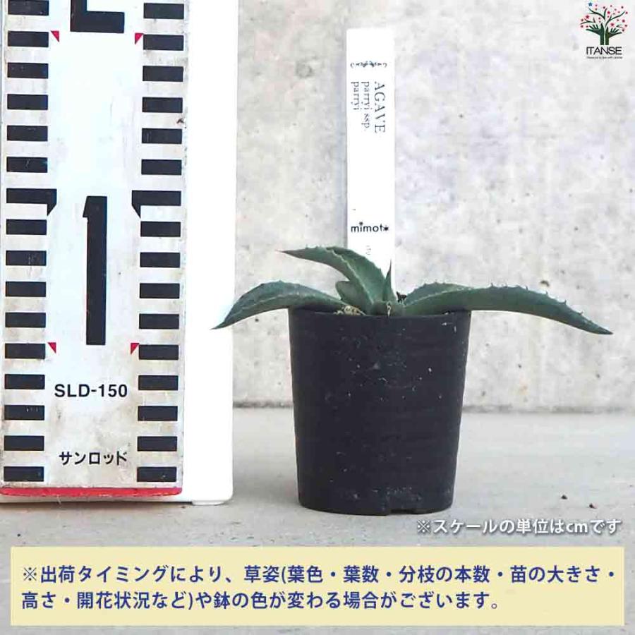 アガベ パリー吉祥天 【多肉植物 2.5号鉢/1個売り】 : shopooo アガベ パリー吉祥天 【多肉植物 2.5号鉢/1個売り】 : shopooo