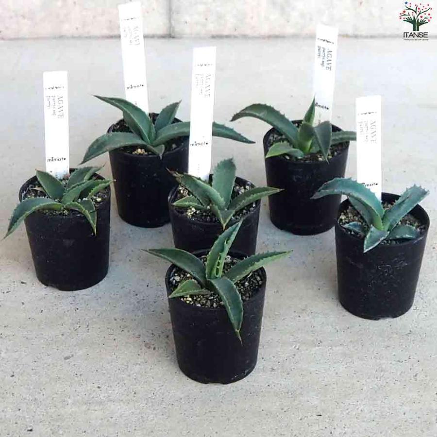 アガベ パリー吉祥天 【多肉植物 2.5号鉢/1個売り】 : shopooo アガベ パリー吉祥天 【多肉植物 2.5号鉢/1個売り】 : shopooo