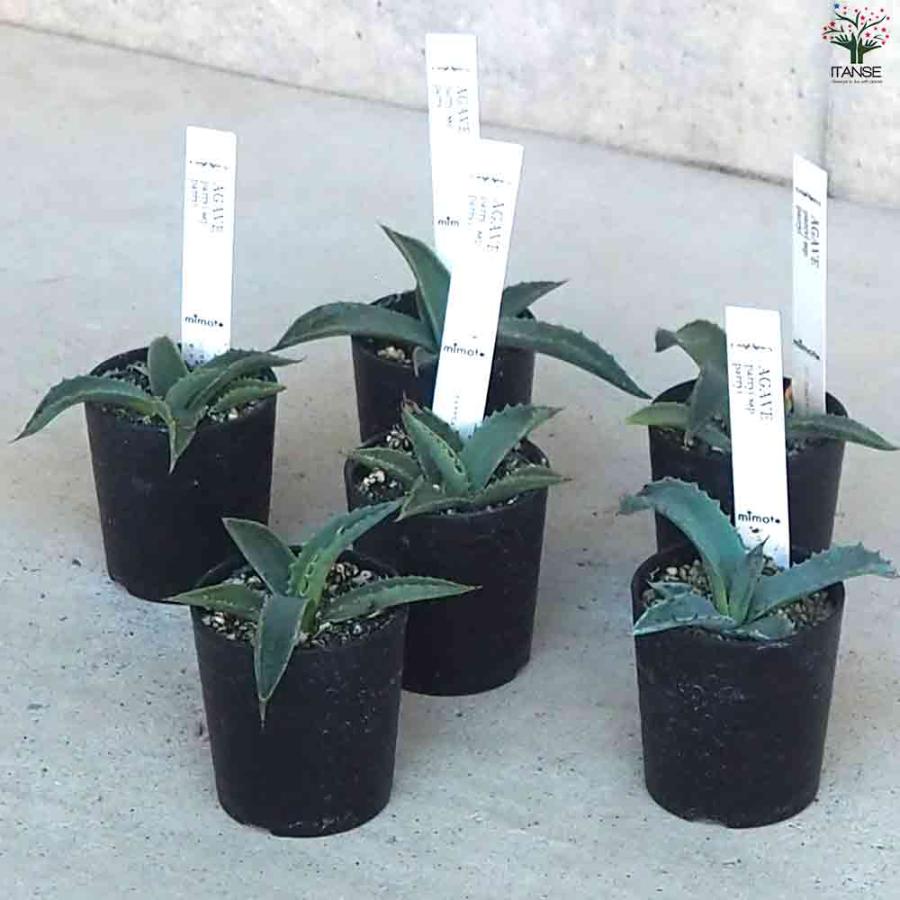 アガベ パリー吉祥天 【多肉植物 2.5号鉢/1個売り】 : shopooo アガベ パリー吉祥天 【多肉植物 2.5号鉢/1個売り】 : shopooo
