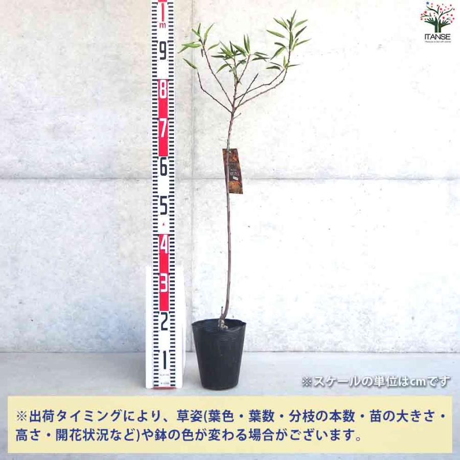 今回だけの贅沢アーモンド・ヘーゼルナッツ苗木 4種セット❗限定1セット 今回だけの贅沢アーモンド・ヘーゼルナッツ苗木 4種セット❗限定1セット