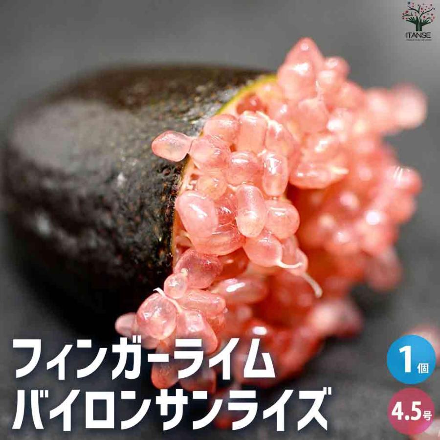 フィンガーライム バイロンサンライズ 【果樹の苗木 4.5号ポット／1個