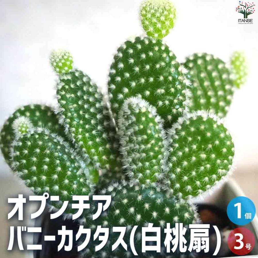 オプンチア バニーカクタス(白桃扇) 【多肉植物 3号鉢／1個売り