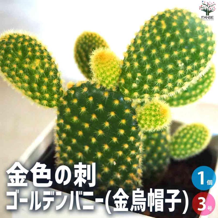 金色の刺 ゴールデンバニー(金烏帽子) 【多肉植物 3号鉢／1個売り