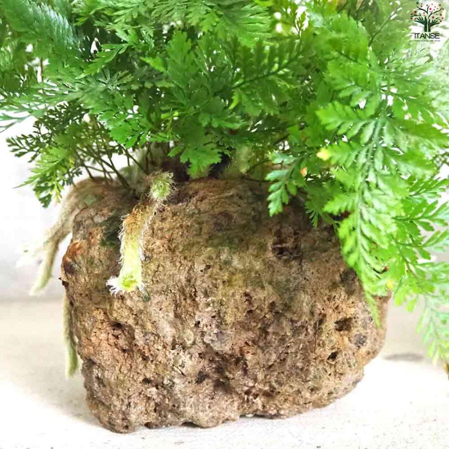 観葉植物 シダ・ダバリア軽石鉢盆栽仕立 【観葉植物 5号鉢／1個売り