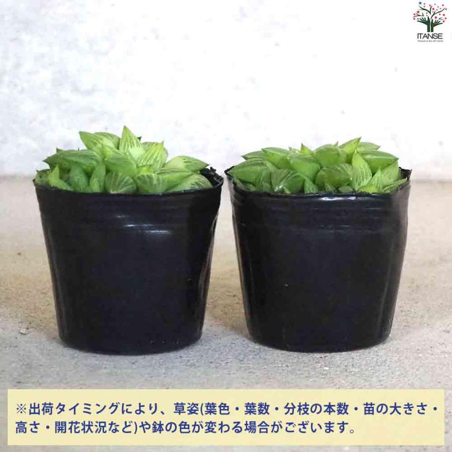 ハオルチア トゥルギタ 【多肉植物 3号ポット／1個売り】｜itempost｜04