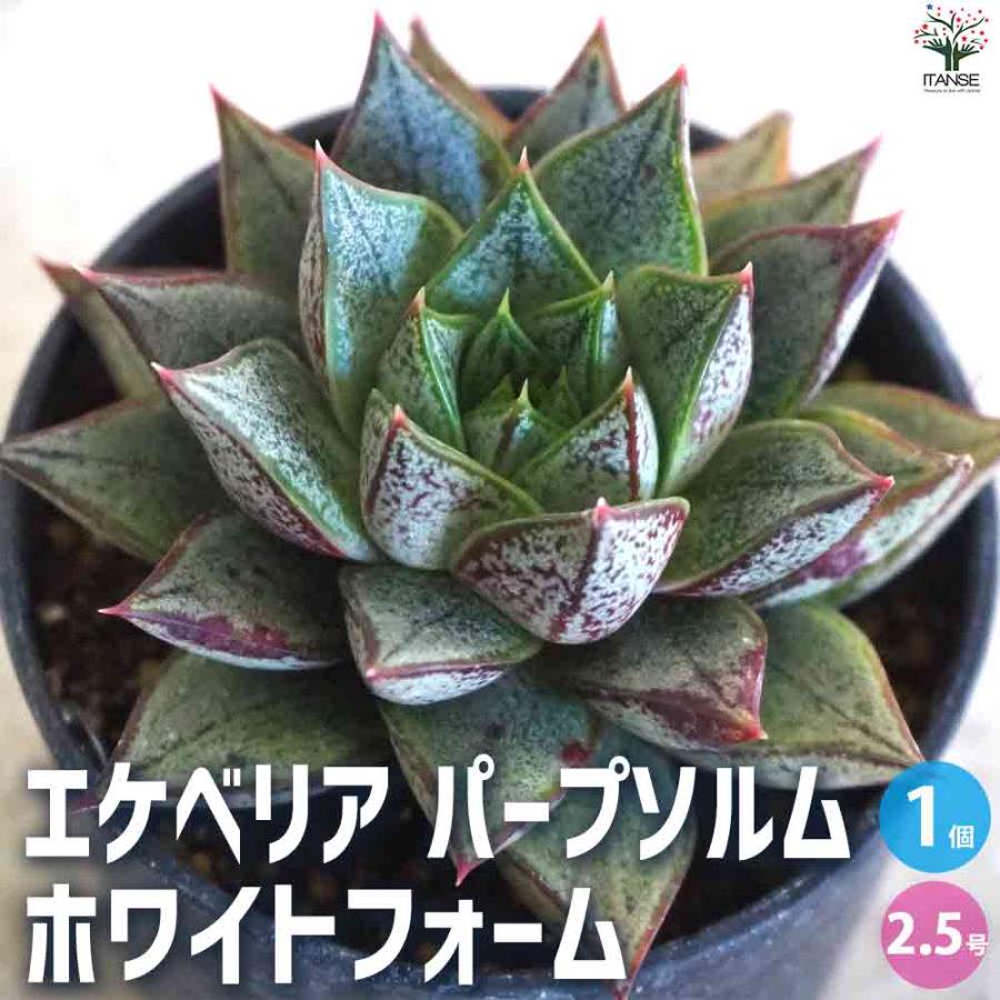エケベリア パープソルム・ホワイトフォーム 【多肉植物 2.5号鉢／1個