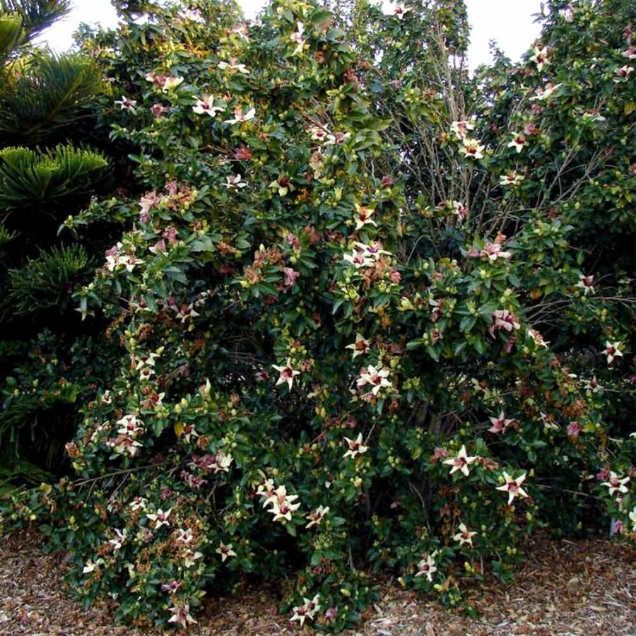 送料無料 ハイビスカス インスラリス4号鉢 花苗 挿し木苗 1個 ハイビスカス苗 はいびすかす苗 ヒビスクス Hibiscus Insularis 熱帯植物 家庭菜園 庭園 ガ 1 Itanse 930 Shopooo By Gmo 通販 Yahoo ショッピング