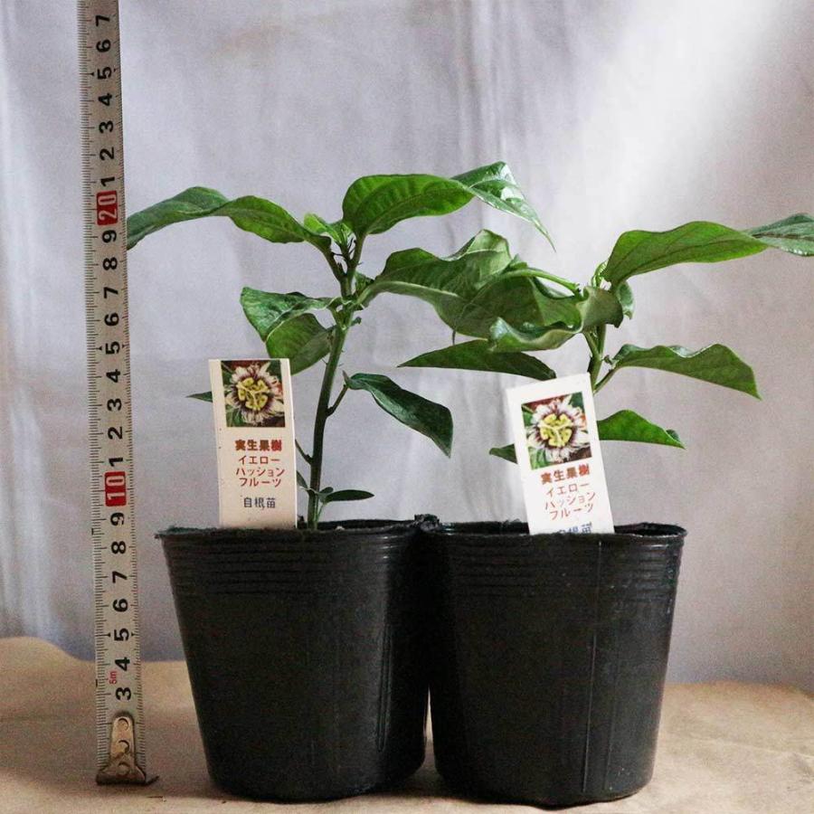 送料無料 イエローパッションフルーツの苗 果樹苗 10cmポット 実生苗 2個 トケイソウ苗 希少果樹苗 グリーンカーテン 緑のカーテン ガーデニング 家庭菜 1 Itanse 938 Shopooo By Gmo 通販 Yahoo ショッピング