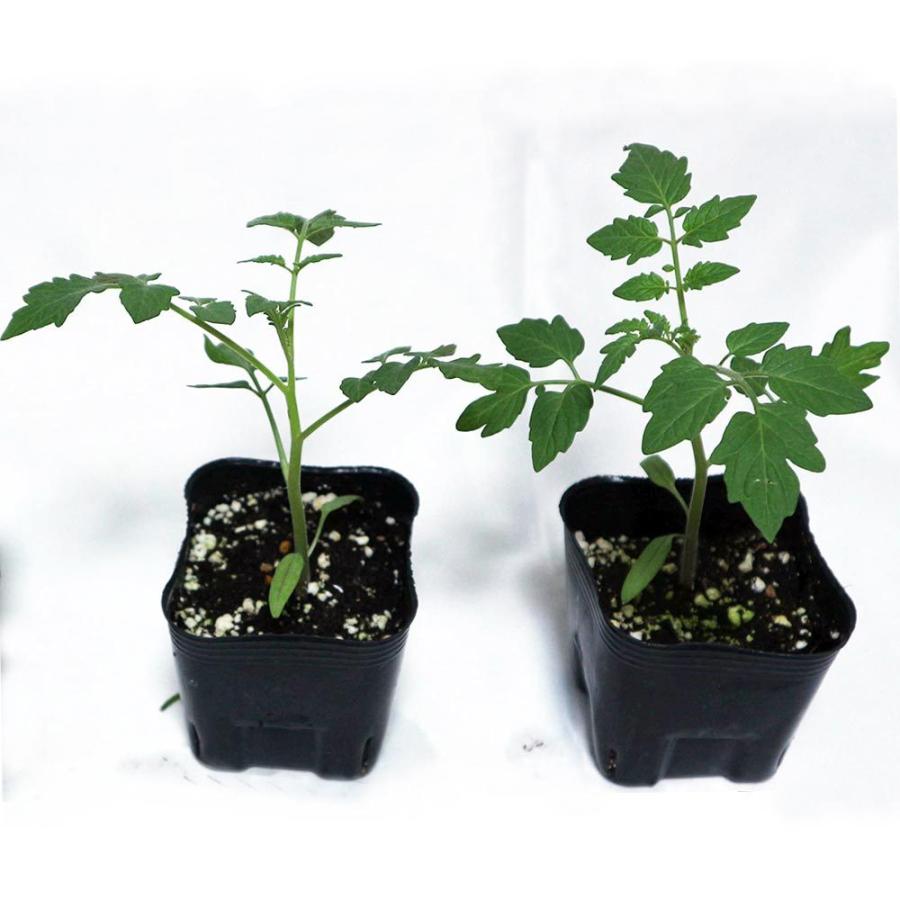 総合福袋 送料無料 即出荷 夏植えフルーツトマトの苗 中玉とまと 野菜苗 9cmポット自根苗 お買い得8個セット トマト苗 とまと苗 家庭菜園 ガーデニング ベランダ Noteworthy Collectibles Com