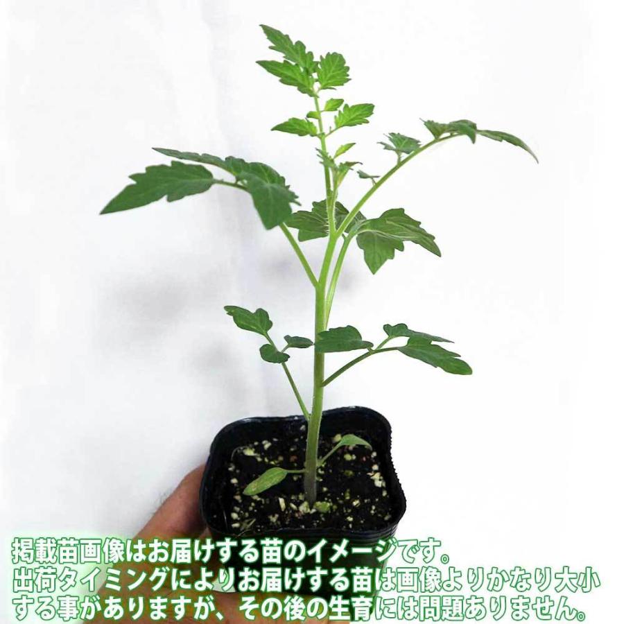 総合福袋 送料無料 即出荷 夏植えフルーツトマトの苗 中玉とまと 野菜苗 9cmポット自根苗 お買い得8個セット トマト苗 とまと苗 家庭菜園 ガーデニング ベランダ Noteworthy Collectibles Com