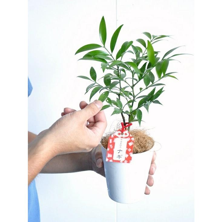 観葉植物 神木 鉢 鉢植え 苗 苗木 4個セット 【公式通販】