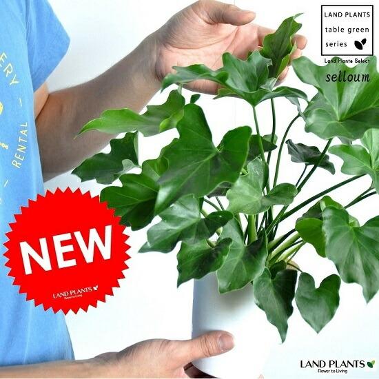 セローム 白色 プラスチック鉢 4号サイズ ヒトデカズラ