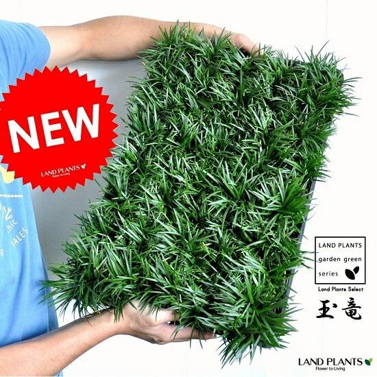 玉竜　リュウノヒゲの仲間　タマリュウ　たまりゅう　2000株 Amazon.co.jp: リュウノヒゲ：玉竜（タマリュウ・ギョクリュウ