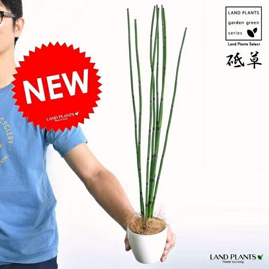 itempost 1 landplants3 1019