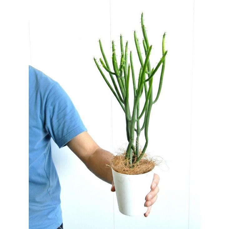 お試し】 ユーフォルビア（オンコクラータ） 4号 白色 プラスチック鉢