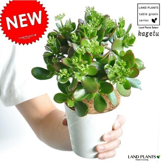 【お試し】　カネノナルキ(花月)　4号　白色プラスチック鉢セット　多肉植物・多肉質・多肉・　カクタス・苗・苗木・ポイント消化・観葉植物　Crassula ovata・（Yahoo!・shopooo by GMO）