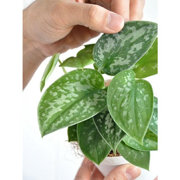 【お試し】スキンダプサス（シラフカズラ） 3号 白色 プラスチック鉢 Scindapsus pictus・ツル性の植物　ピクタス・ポトス・ポイント消化　観葉植物｜itempost｜04