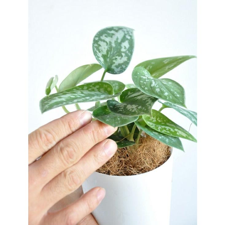 【お試し】スキンダプサス（シラフカズラ） 3号 白色 プラスチック鉢 Scindapsus pictus・ツル性の植物　ピクタス・ポトス・ポイント消化　観葉植物｜itempost｜05