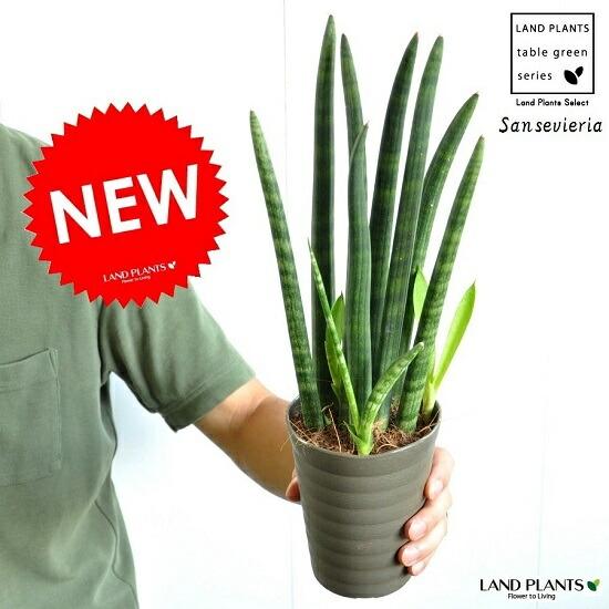 お試し】サンスベリア（スタッキー） 4号 プラスチック鉢 多肉植物