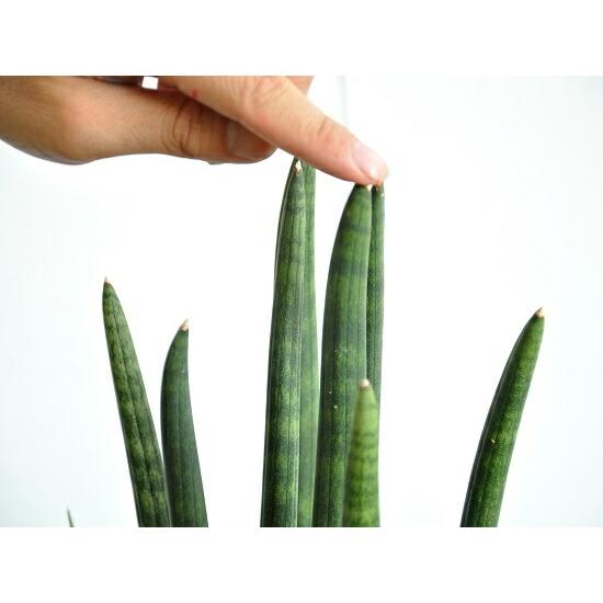 ヤ*ビ様 超希少 スタッキー 斑入り 極上輸入株　サンスベリア　多肉植物　ロリダ お試し】サンスベリア（スタッキー） 4号 プラスチック鉢 多肉植物